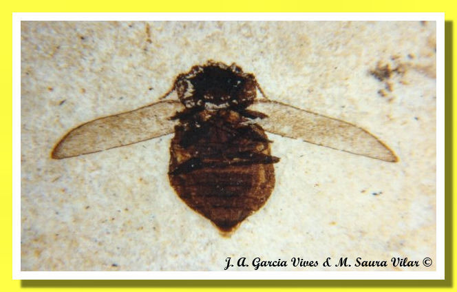 Insetto Juan Antonio Vives - Nando Musmarra website Insetto Fossile Ribesalbes