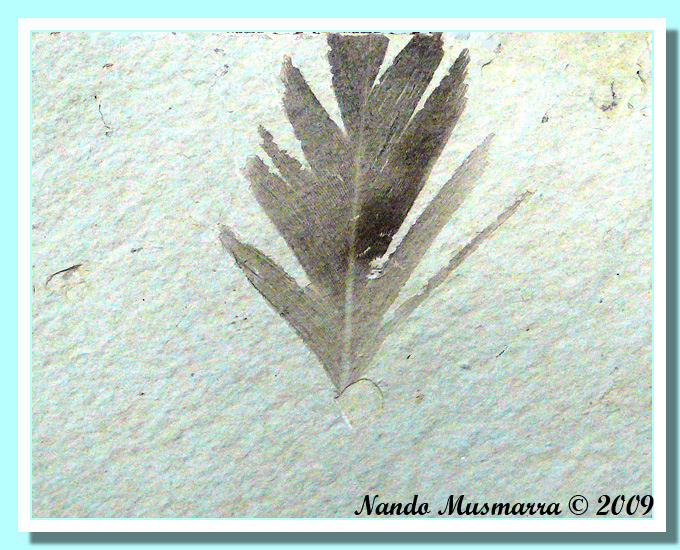 Piuma Fossile Ribesalbes Piuma Uccello Fossile