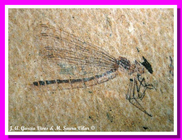 Lestes sp. Odonata Zygoptera Lestidae Lestes Odonata Zygoptera Lestidae Ribesalbes