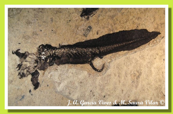 Salamandra fossile Ribesalbes Salamandra fossile