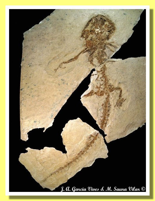 Anfibio fossile Salamandra Ribesalbes