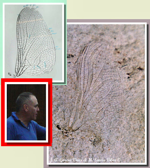 Oligaeschna saurai - Manuel Saura Vilar Oligaeschna saurai