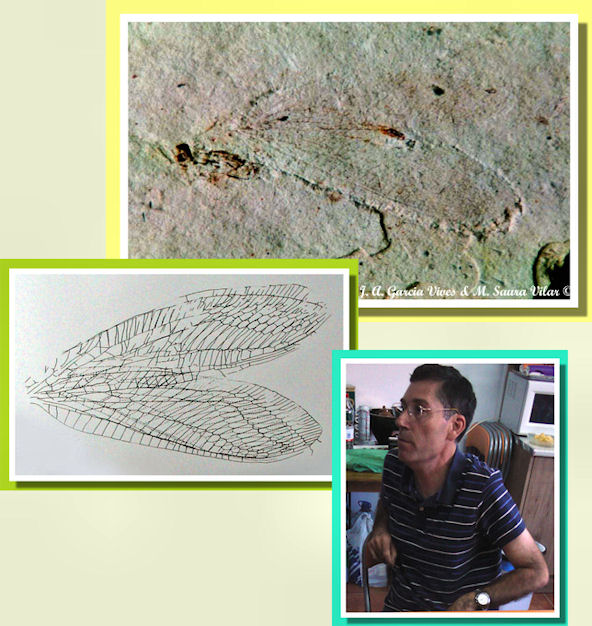 Pronotochrysa vivesi - Juan Antonio Garcia Vives Pronotochrysa vivesi