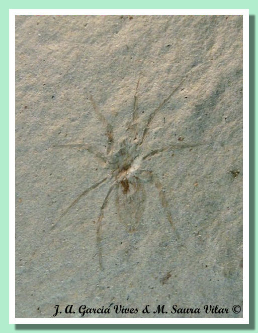 aracnide ragno fossile