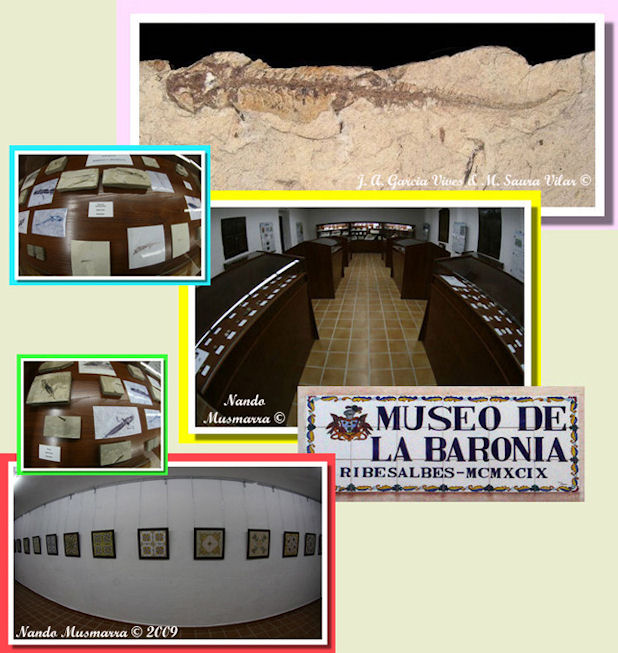 Museo paleontologico Ribesalbes Museo Baronia Ribesalbes