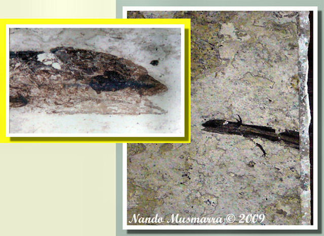 Particolare occhio tritone fossile Tritone fossile