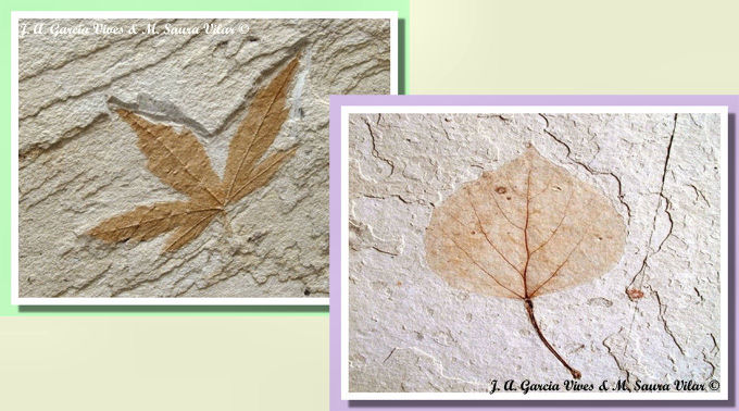 Foglie Fossili Piante fossili ribesalbes