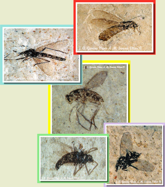 Insetti fossili Ribesalbes Baronia Insetti fossili