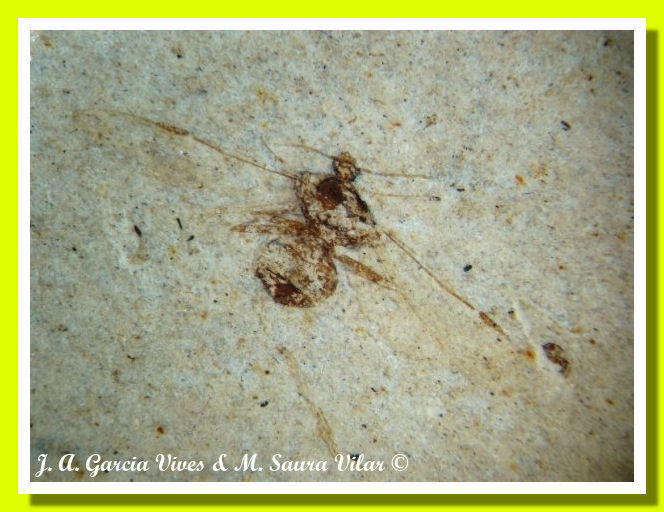 Hymenoptera - Formicidae Non identificata Hymenoptera, Formicidae