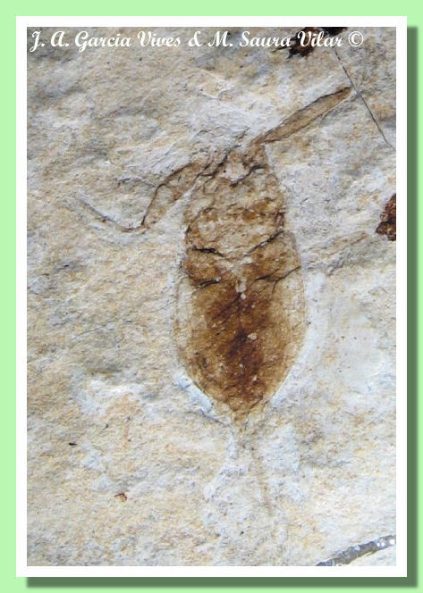 Nepa - Nepide Nepa sp