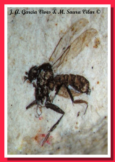 Phora sp. Phora sp. Diptera