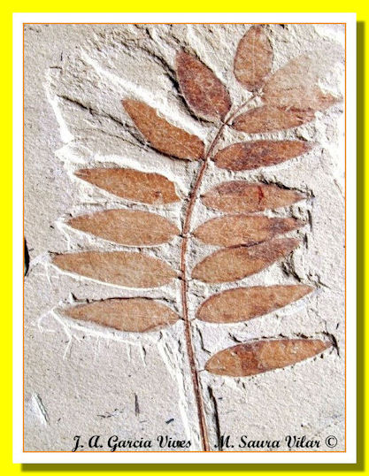 Gleditsia lyelli Ribesalbes Gleditsia lyelli