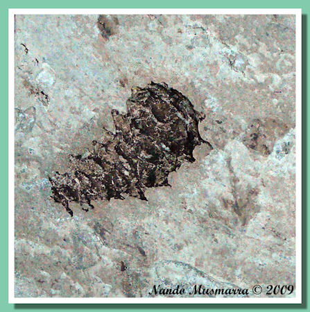 Pigna conifera fossile Pigna fossile