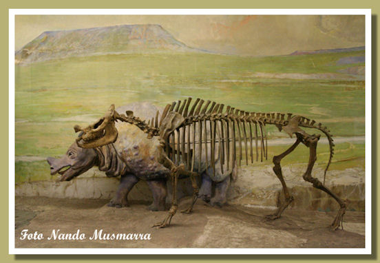 Agate Fossil beds - Menoceras arikarense
