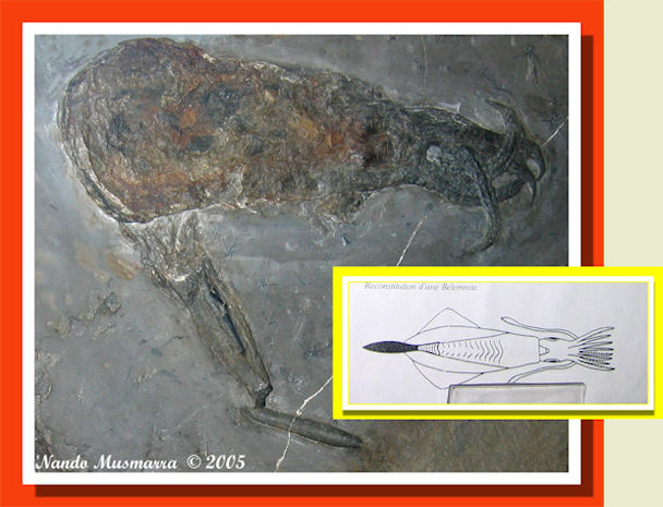 Kilianocaris Dollocaris