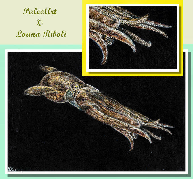 Proteroctopus ribeti 