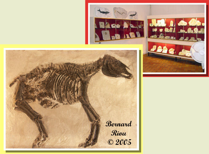 Hipparion gracilis con feto 