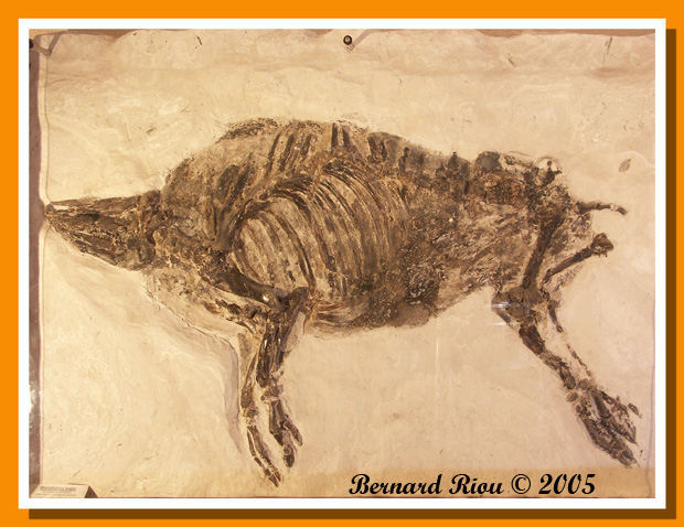 Microstonyx mayor antenato del moderno cinghiale