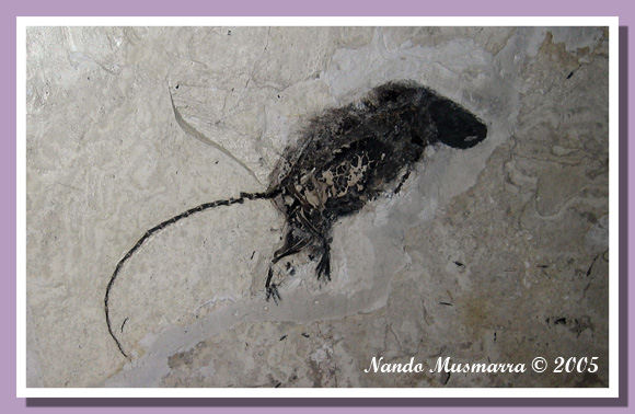 Parapodemus sp. - Topo fossile