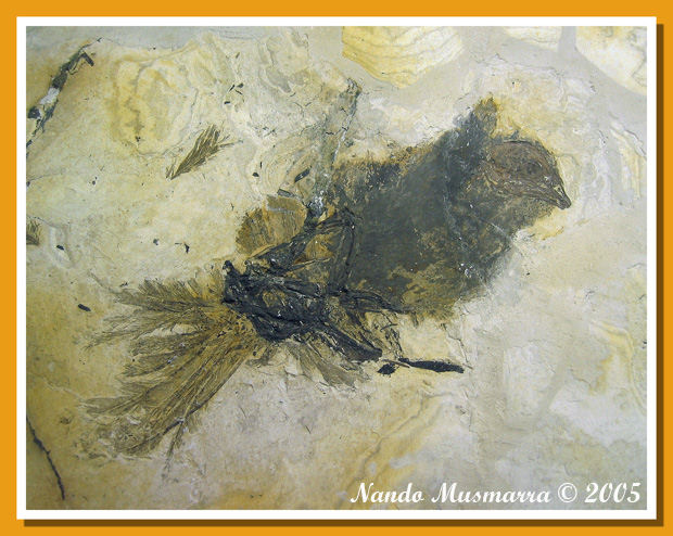 uccello fossile becco piume e occhio