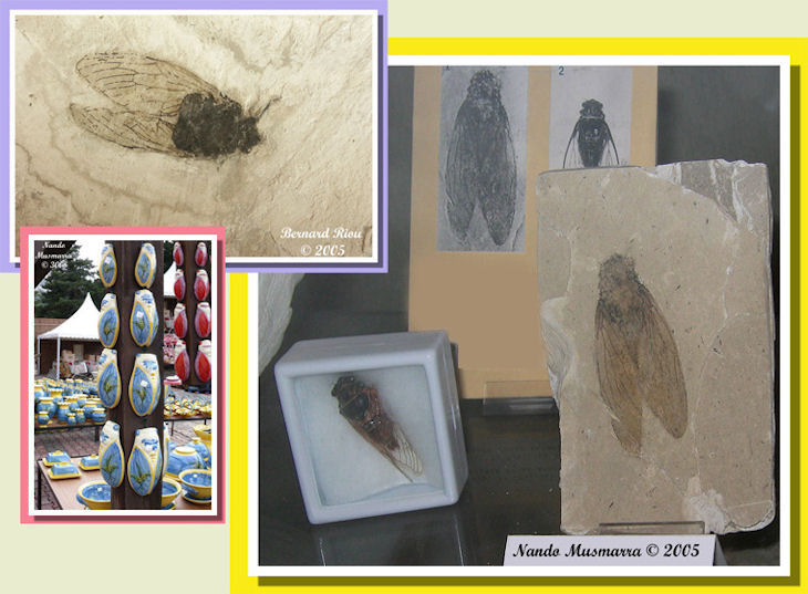 Miocenoprasia grassetti cicala fossile Tibicina Gigantea