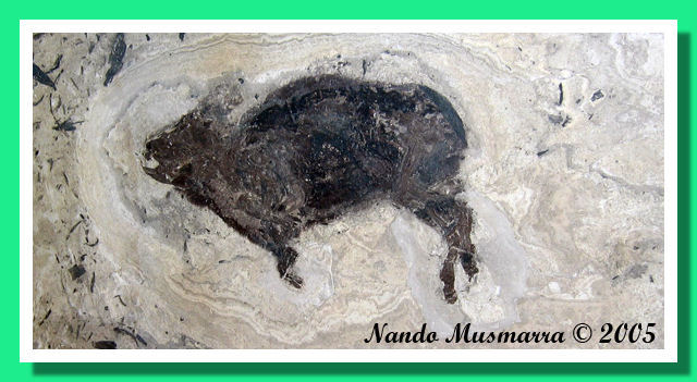 Prolagus crusafonti antenato della lepre fischiatrice