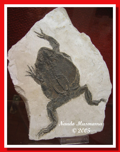 Rospo fossile  Discoglossus sp.