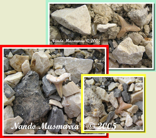 Denti di squali cretacei