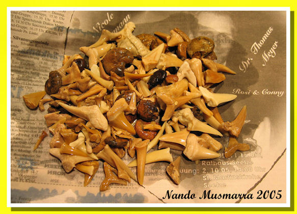 Denti di Squalo Raccolta Giornaliera