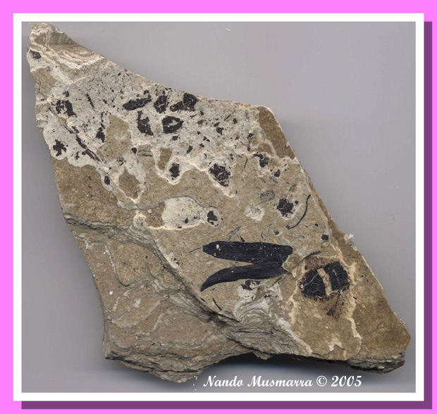 Formazione Coiron - Insetto Fossile