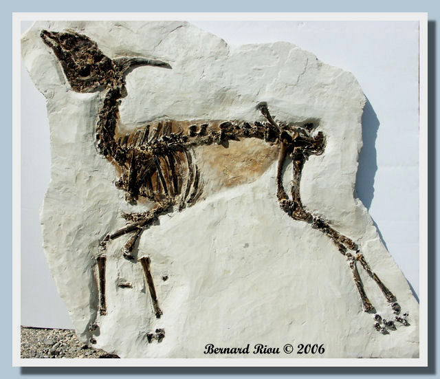 Graecoryx andancensis