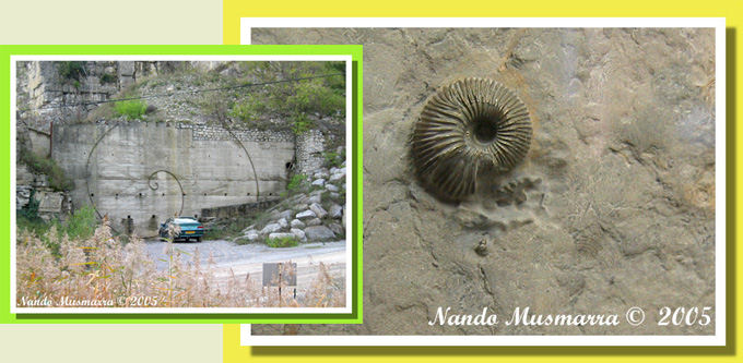 Macrocephalites macrocephalus fossile guida