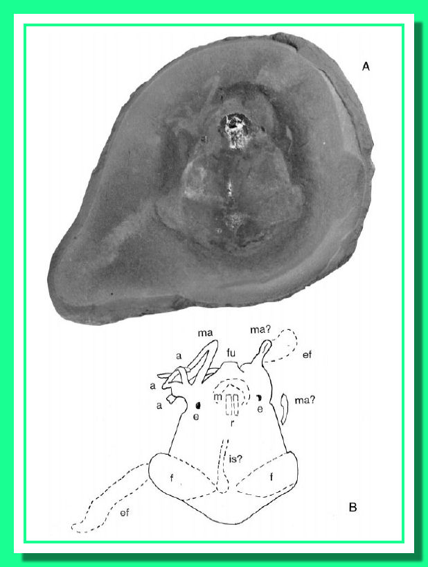 Pohlsepia mazonensis