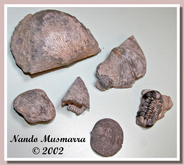 Mom004.http://www.paleonature.org/images/Field003-Momjpg