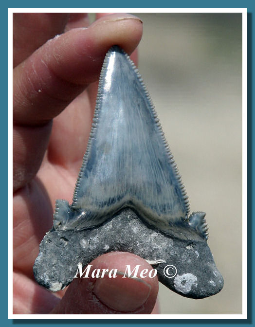 Carcharocles auriculatus