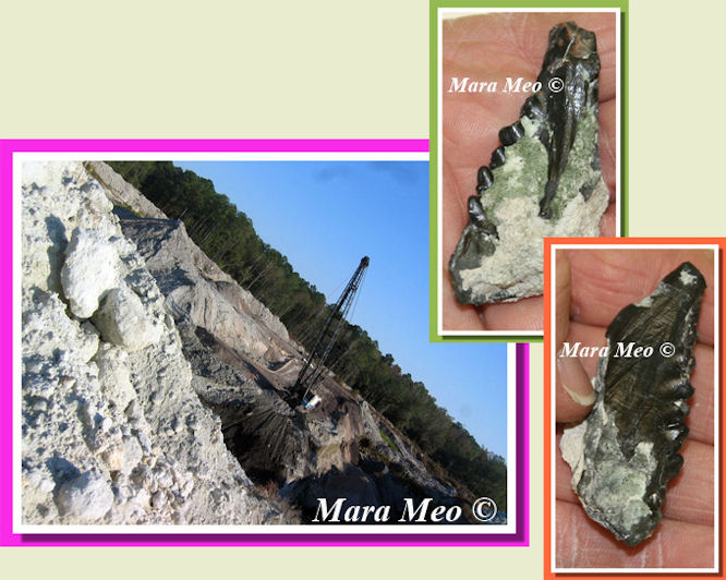 Probabile Zygorhiza Kochi