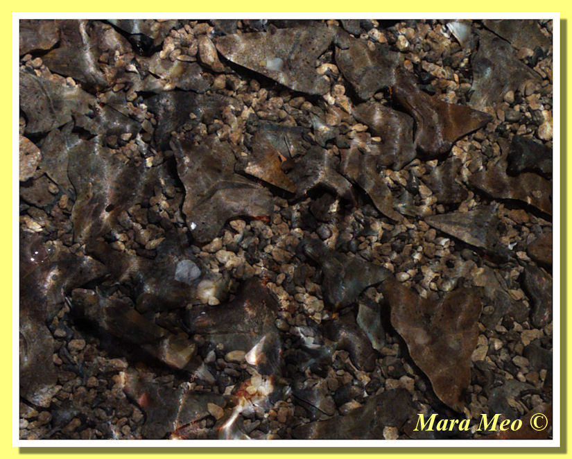 Carcharocles megalodon bonanza