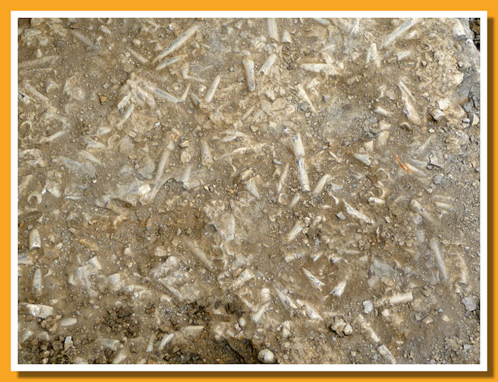 Belemnitenschlachtfeld - campo di battaglia delle belemniti