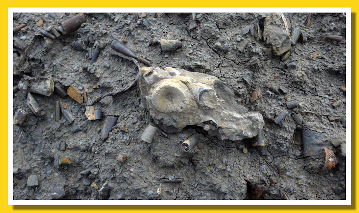 Vertebra di piccolo rettile marino - ritrovamento di Diana Fattori