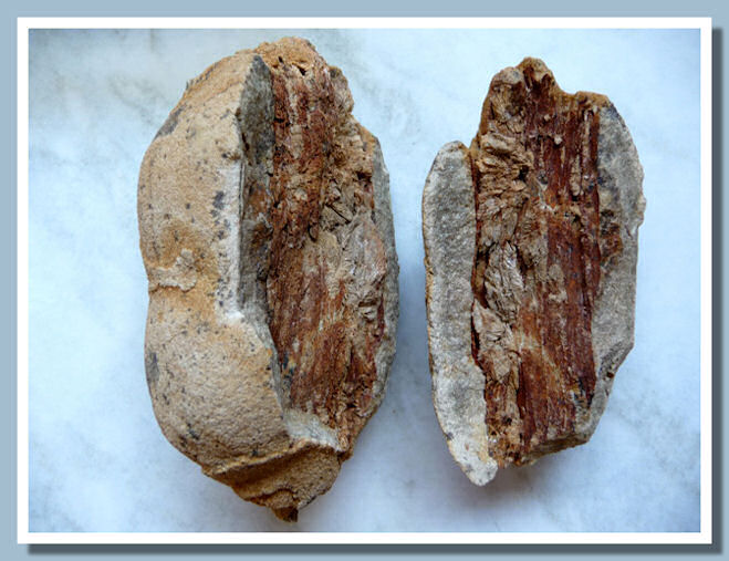 Noduli Barite con Fossili