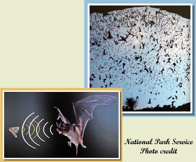 El vuelo de los murciélagos