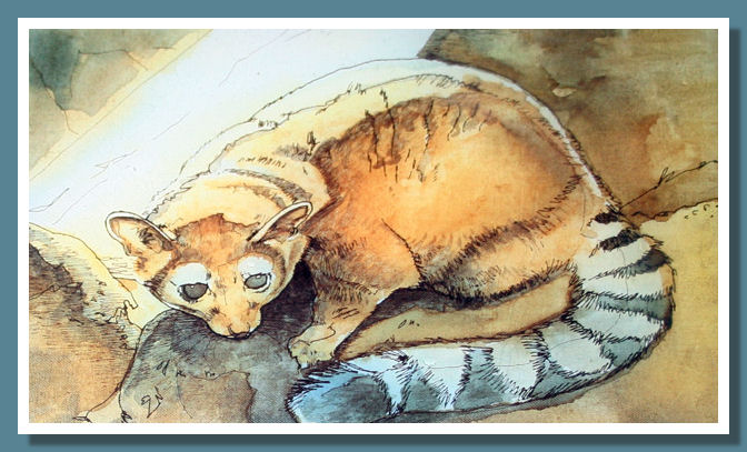 Cacomixtle - Ringtail