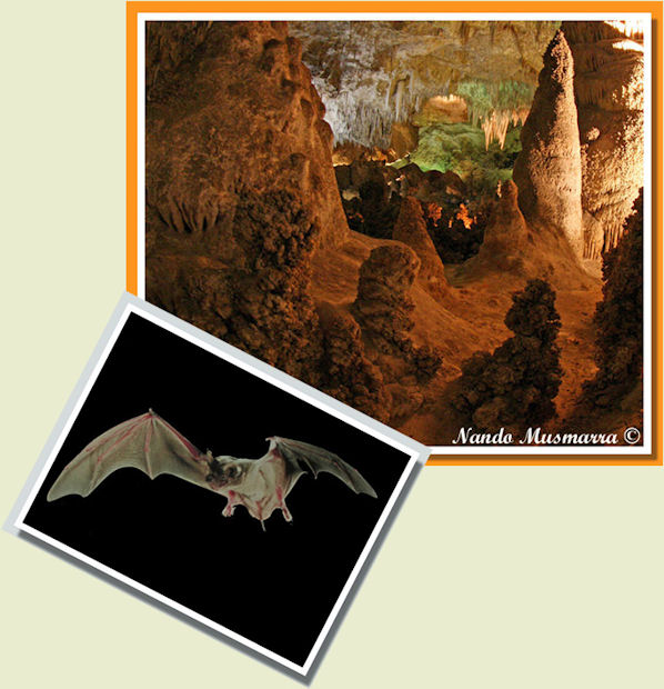 murciélago mexicanos cola libre