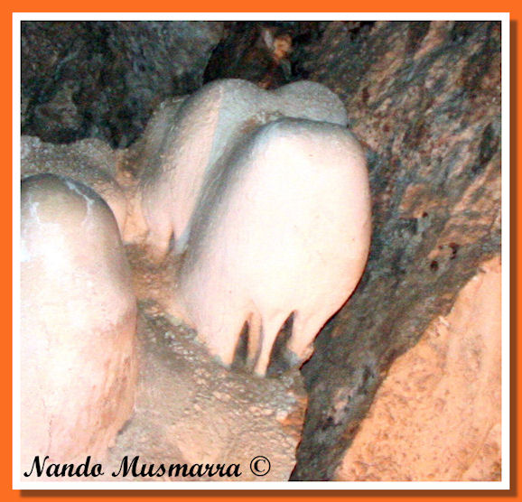  el elefante vergonzoso