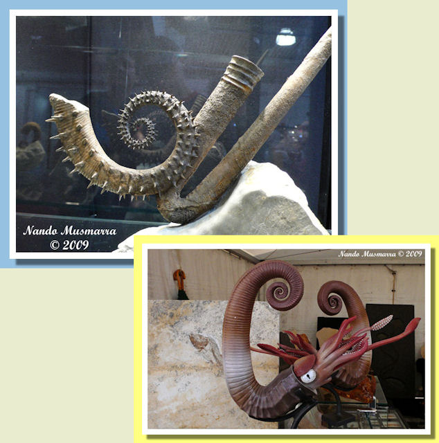 Gli ammoniti svolti del Sud della Francia