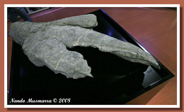 Muja05.jpg Muja05.jpg