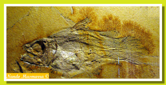 Holophagus Coelacanth Celacantiforme Holophagus