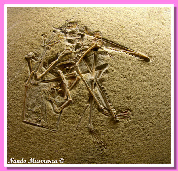 Pterodactylus Pterodactylus
