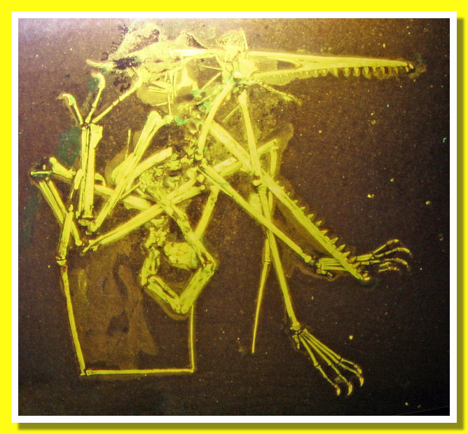 Pterodactylus sp. Pterodactylus luce ultravioletta