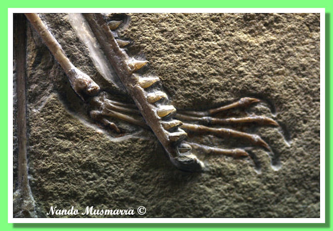 Becco Cheratina Pterodactylus Pterodactylus with the beak composed of keratin